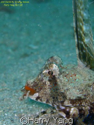 2007/08/05  `` Dragonet``   ( kentign,TAIWAN.) by Harry Yang 